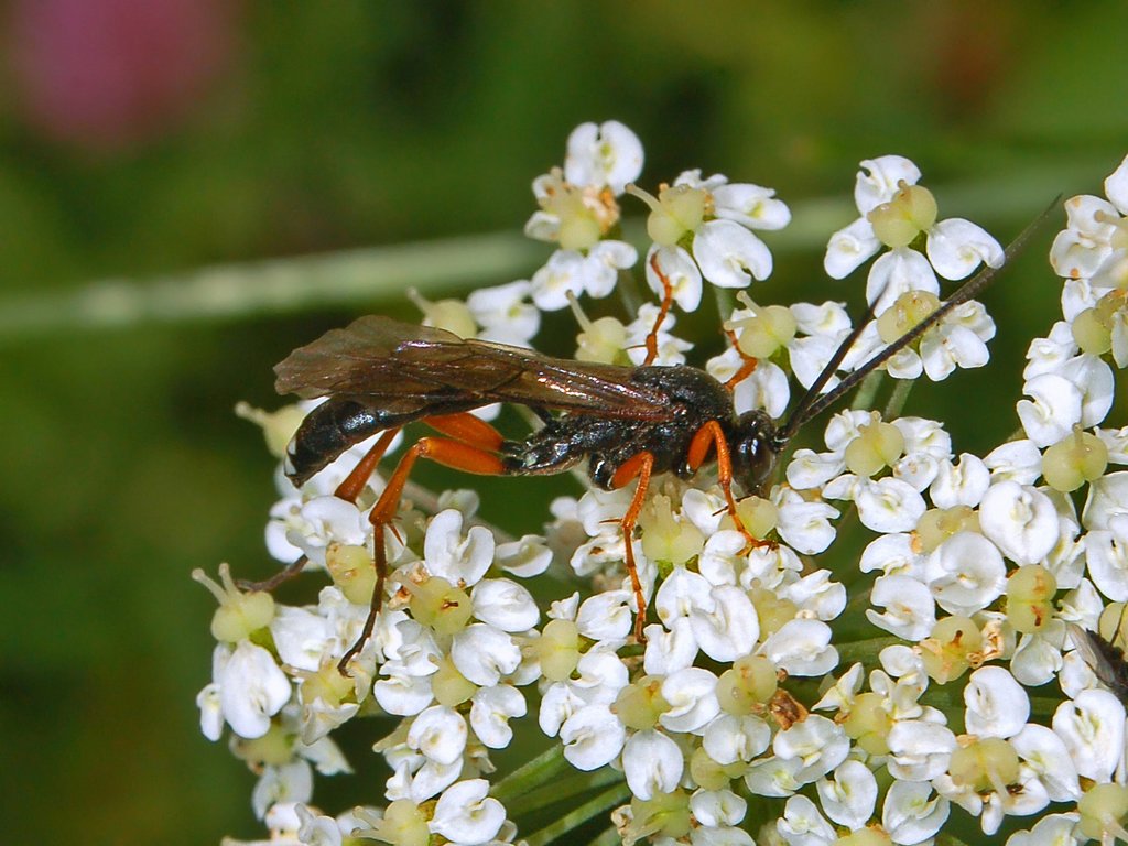 Ichneumonidae dalla Valle Argentera